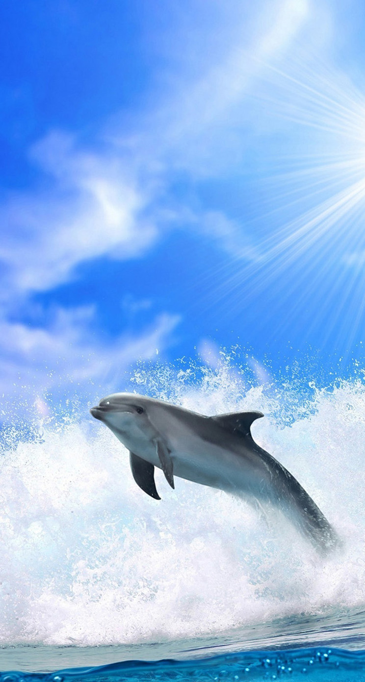 イルカのジャンプ 動物のiphone壁紙 Iphone5s壁紙 待受画像ギャラリー