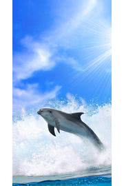 イルカのジャンプ | 動物のiPhone壁紙