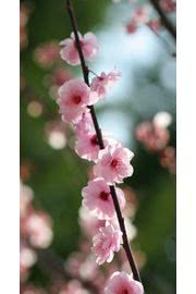 桜 花の壁紙