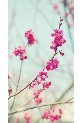 桃の花|春のiPhone壁紙