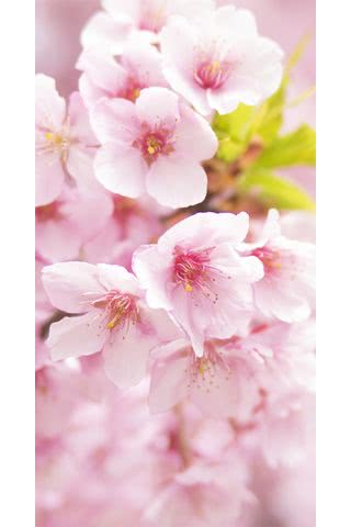桜の花|春のiPhone壁紙