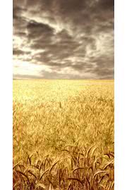 金色の麦畑