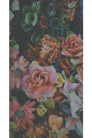 Pink Roses