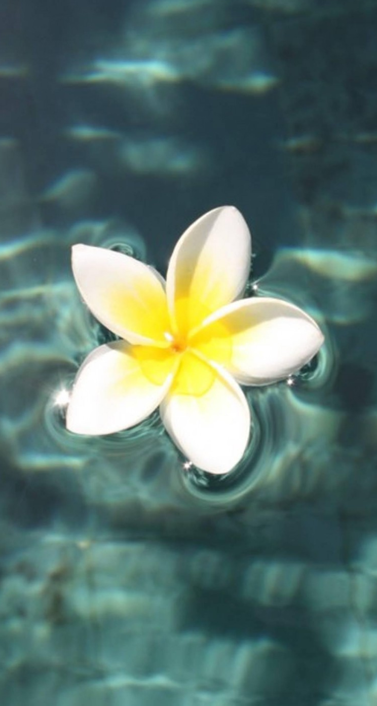 水に浮かんだ白い花 Iphone5s壁紙 待受画像ギャラリー