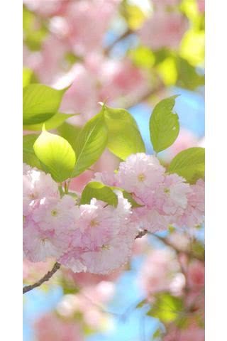 桃の花 Iphone5s壁紙 待受画像ギャラリー