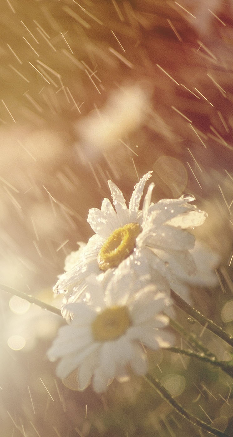 雨に光るキレイな花 Iphone5s壁紙 待受画像ギャラリー