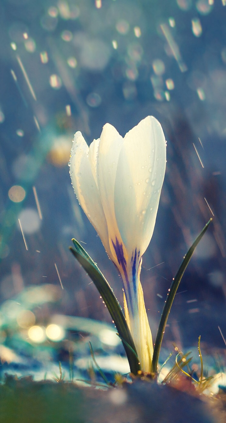 雨に濡れた白い花 Iphone5s壁紙 待受画像ギャラリー