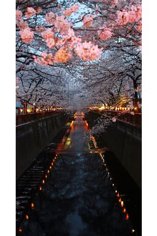 水辺の桜 Iphone5s壁紙 待受画像ギャラリー