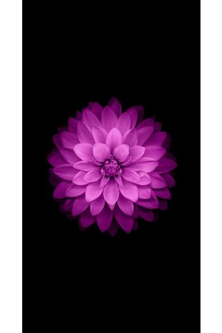 人気254位 桃の花 Iphone5s壁紙 待受画像ギャラリー