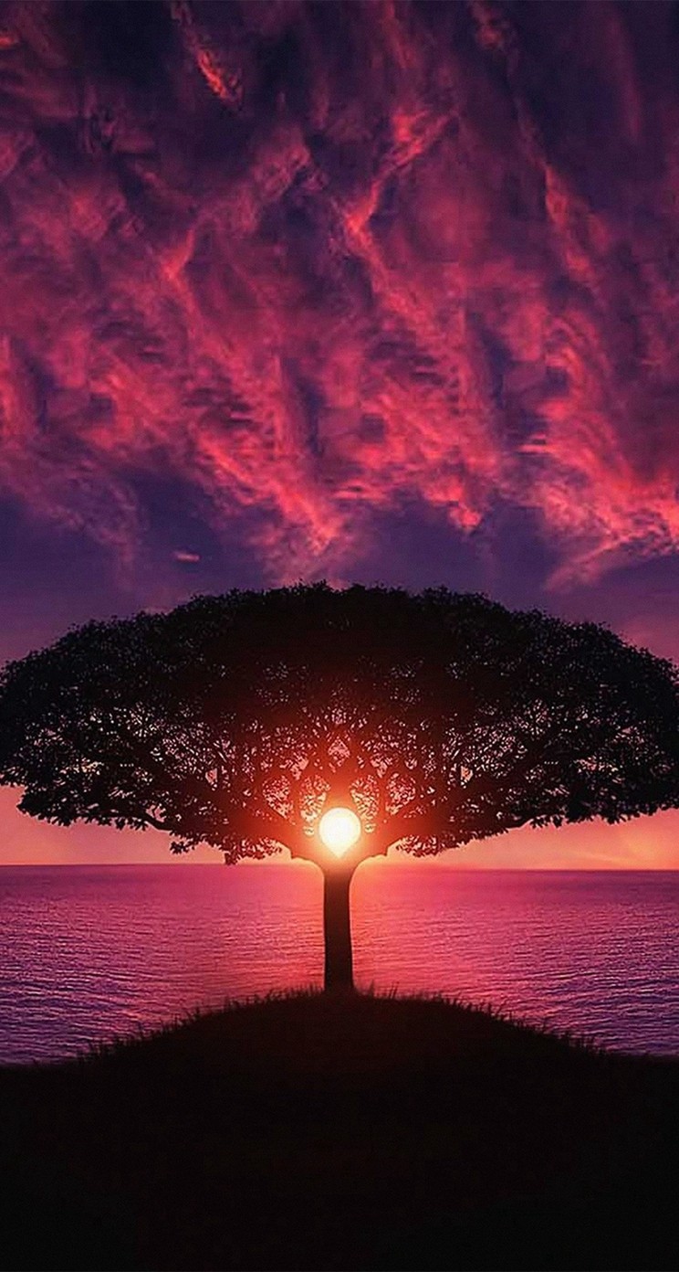 夕日と大きな木 Iphone5s壁紙 待受画像ギャラリー