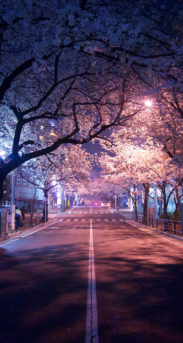 人気215位 東京の夜桜 Iphone5s壁紙 待受画像ギャラリー