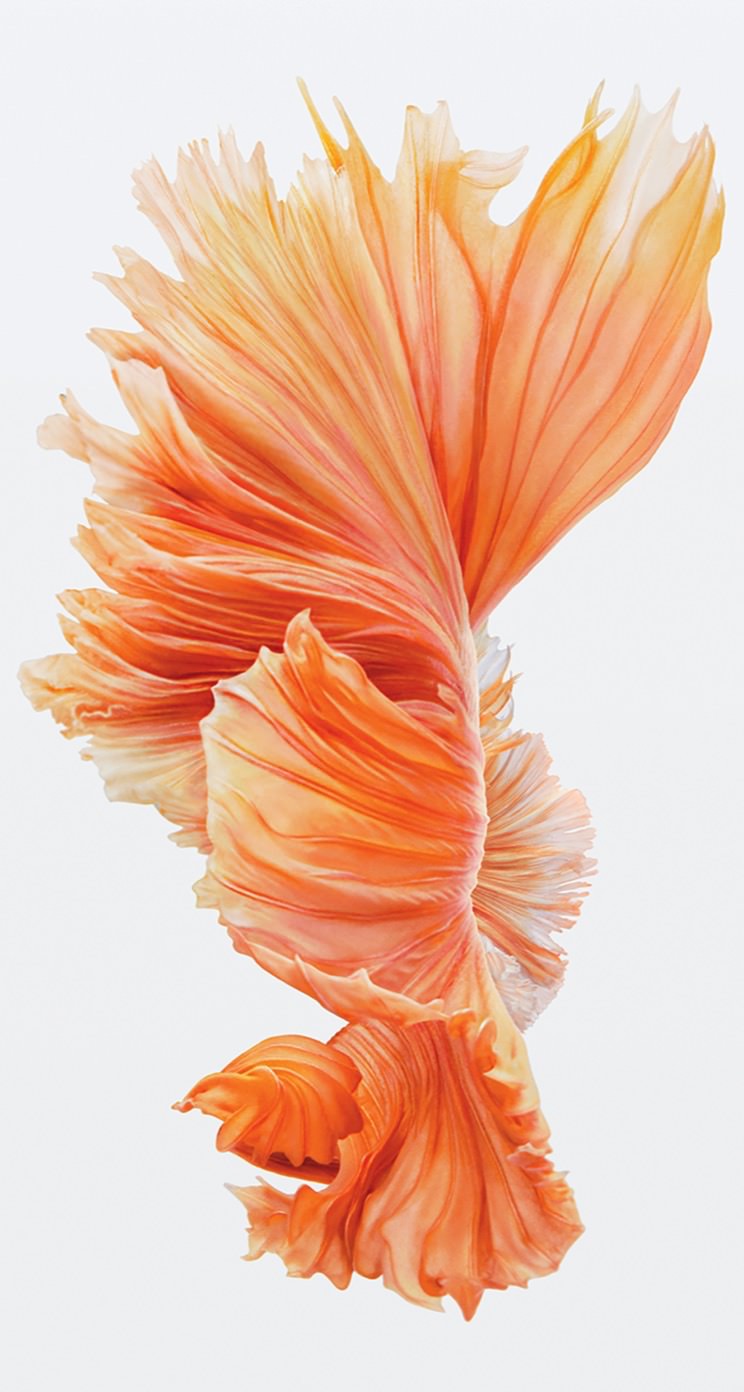 すべての花の画像 ロイヤリティフリー熱帯魚 ベタ 壁紙