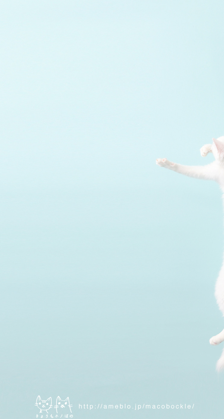 13年2月のデスクトップ壁紙 カレンダー ぼのジャンプ きょうもホノぼの サバトラ ホノ 白猫 ぼの の猫姉妹と飼主夫婦のほのぼのな日々 Iphone5s壁紙 待受画像ギャラリー