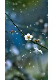 透き通るような美しい花 Iphone5s壁紙 待受画像ギャラリー