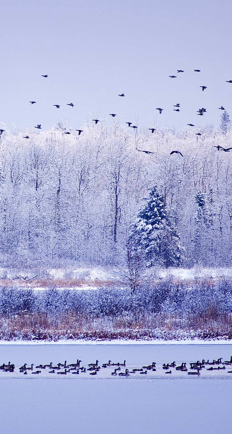 冬の鳥たち 動物のiphone壁紙 Iphone5s壁紙 待受画像ギャラリー