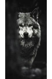 オオカミ（モノクロ写真） | 動物のiPhone壁紙
