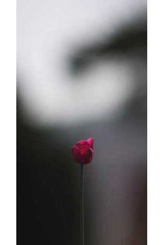 一輪の薔薇の花