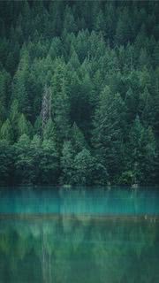 湖畔の森