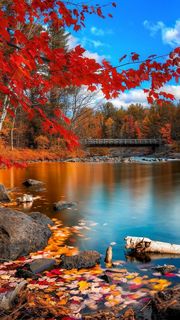 秋の川辺