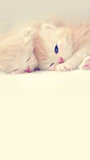 寄り添って寝てる二匹の子猫 - iPhone壁紙