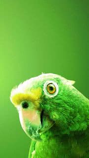 緑色の鳥