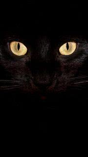 闇に光るネコの目