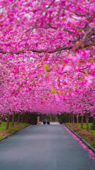 ピンク色の桜