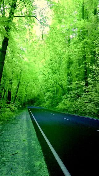 森の道路