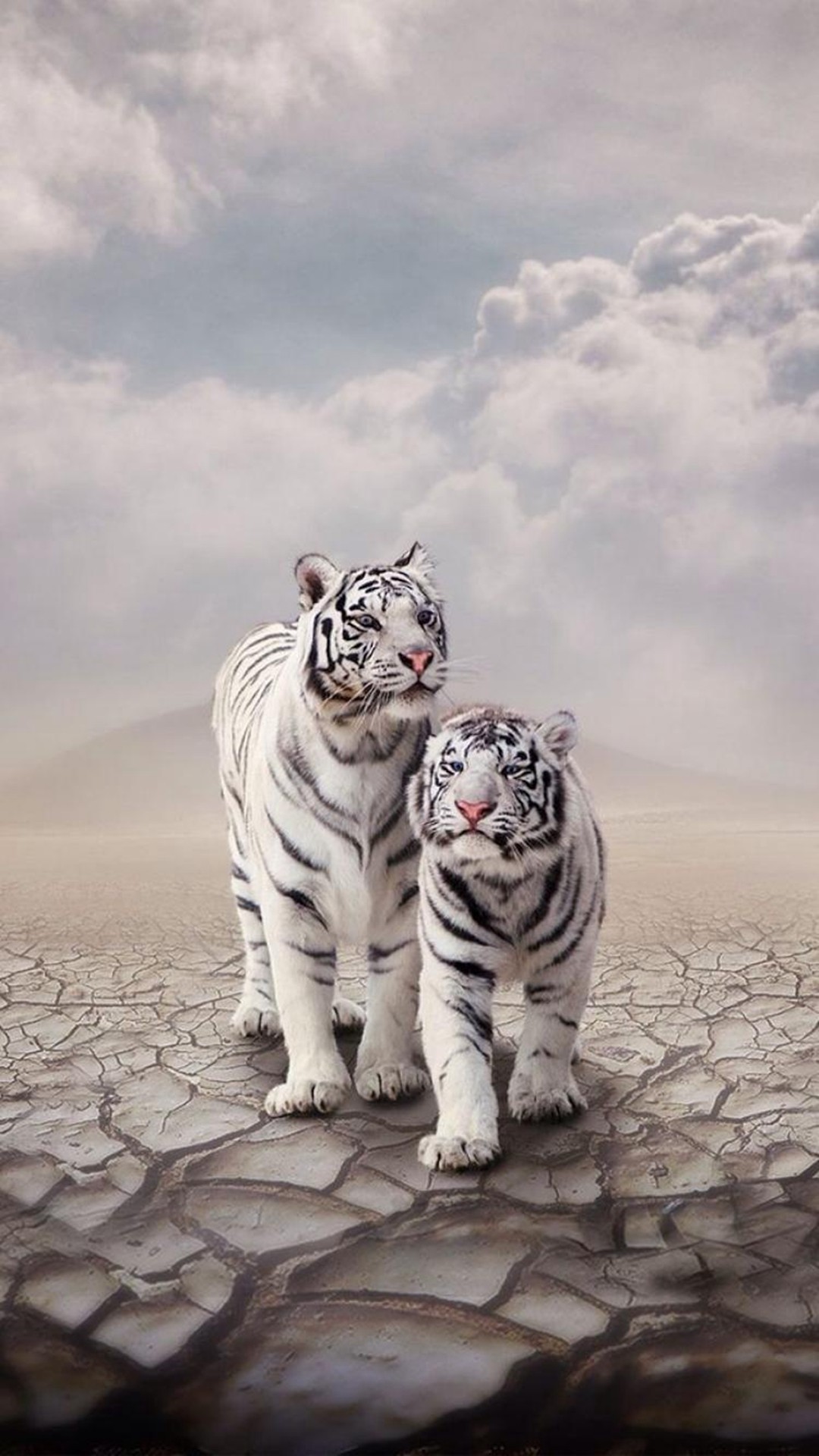 drought sandy clouds white tiger cp iphone 6 wallpaper ilikewallpaper_com_5907ce69f549b16bfcbc472e69db0e03_raw