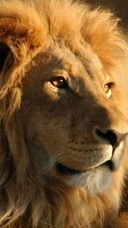 ライオン |動物のiPhone壁紙