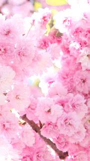 鮮やかなピンクの桜の花